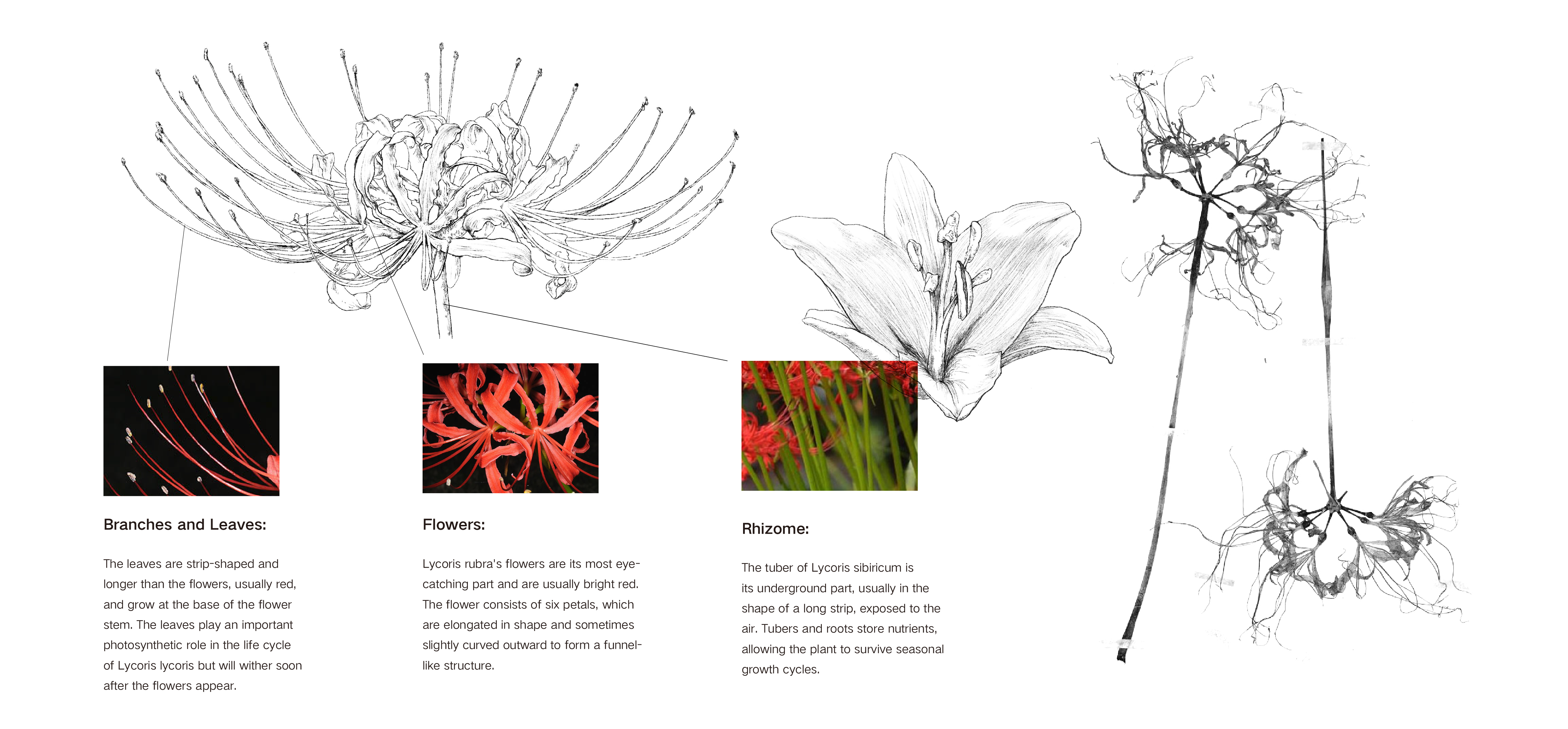 Empathize with Nature, digital moving-image still by Wu Yi, 2023